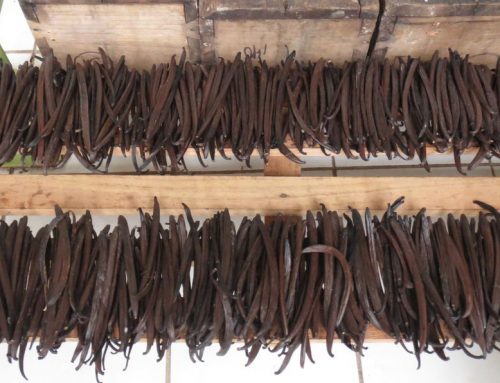 Choosing and Using Vanilla Beans